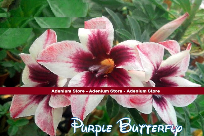 (image for) New Adenium Obesum \'Purple Butterfly\' 5 Seeds